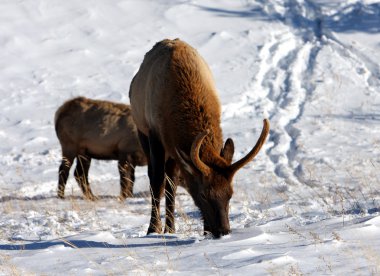 geyik, rocky Dağı Milli Parkı