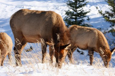 geyik, rocky Dağı Milli Parkı