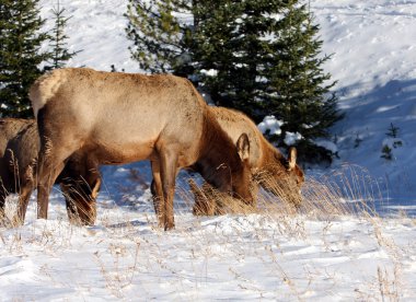 geyik, rocky Dağı Milli Parkı