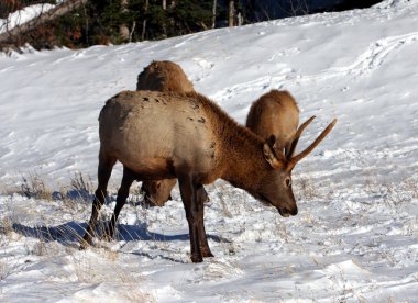 geyik, rocky Dağı Milli Parkı
