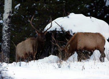 geyik, rocky Dağı Milli Parkı