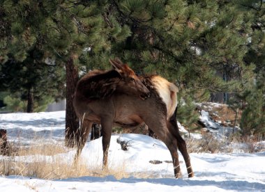 geyik, rocky Dağı Milli Parkı