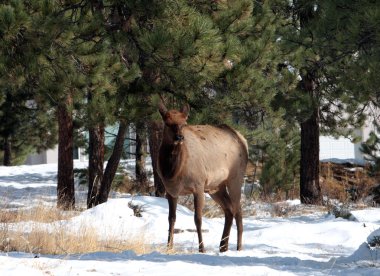 geyik, rocky Dağı Milli Parkı