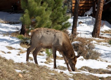 geyik, rocky Dağı Milli Parkı