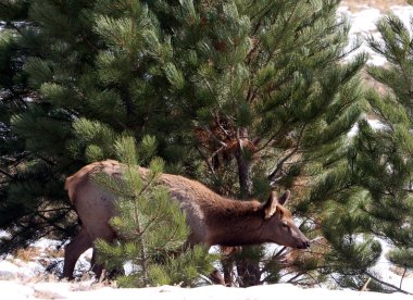 geyik, rocky Dağı Milli Parkı