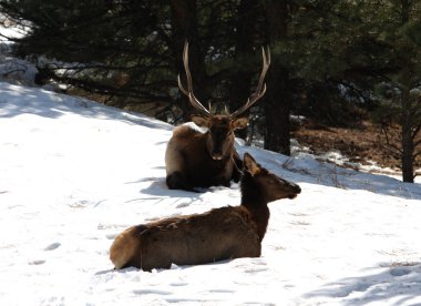 geyik, rocky Dağı Milli Parkı