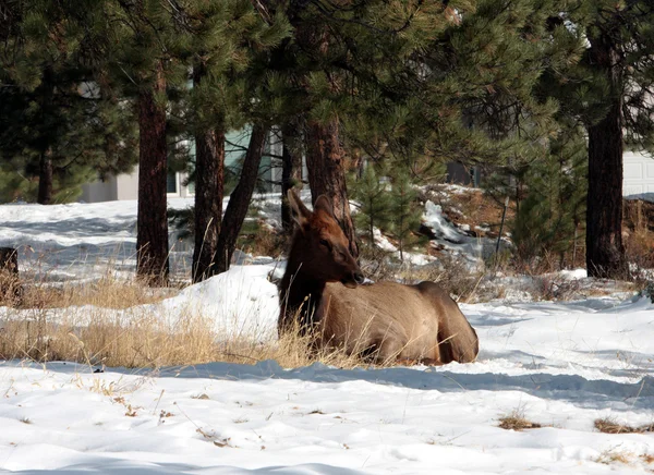 Elk at The Rocky Mountain National Park — Stock Photo, Image