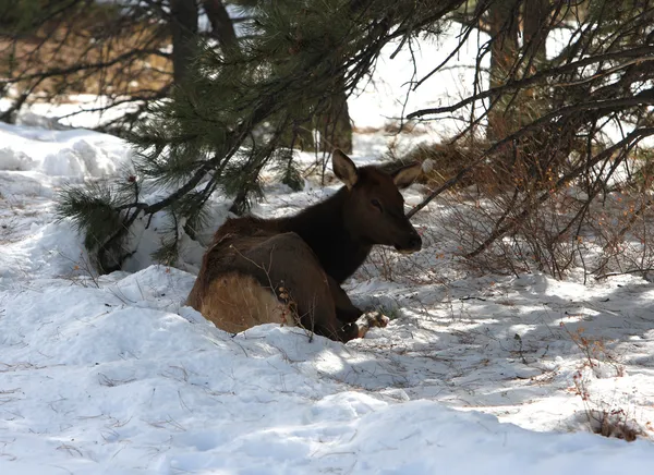 A Rocky Mountain Nemzeti Park Elk — Stock Fotó