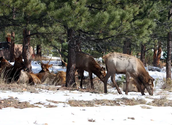 Elk at The Rocky Mountain National Park Stock Image