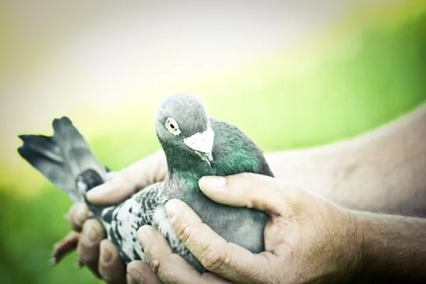 鳩 — ストック写真