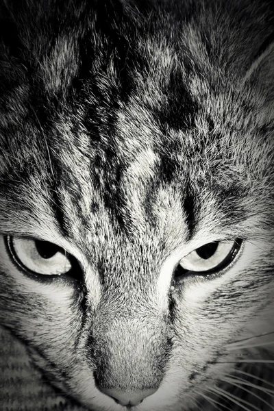 Macska szem — Stock Fotó