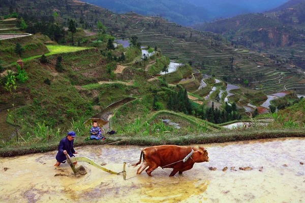 Rýžové terasy. čínský farmář obdělává půdu na poli paddy. — Stock fotografie