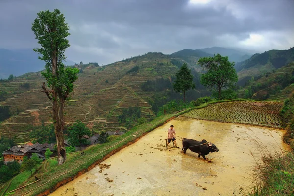 Китайський фермера вирощує землі плуг, за допомогою живлення Баффі — стокове фото