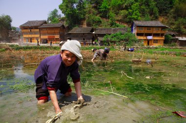 Çinli bir kadın diz derin suya pirinç durumda. Çeltik alanı. Guizhou province, Çin, pirinç tarlada zhaoxing dong Köyü, güneybatı Çin, 8 Nisan 2010 olarak çalışan dong etnik kadın.