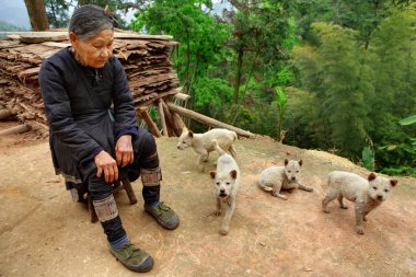 GUIZHOU PROVINCE, CHINA - Older Chinese lady in green running shoes, sitting outside his home surrounded muddy, beiges puppies, April 10, 2010. Basha Miao Ethnic minority Village. Congjiang County. clipart