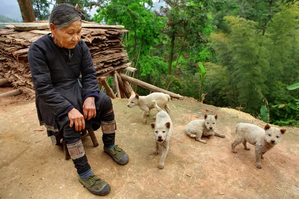 Guizhou-provinsen, Kina - äldre kinesiska damen i grön löparskor, sitter utanför hans hem omgiven leriga, beige valpar, 10 april, 2010. Basha miao etnisk minoritet village. congjiang län. — Stockfoto