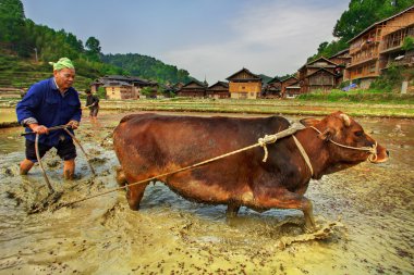 Çinli çiftçi çekerek güç kırmızı inek kullanarak bir pirinç tarlayı. 9 Nisan 2010 buffalo güç kullanarak Çinli köylü paddy tarlayı. zhaoxing dong etnik azınlıklar Köyü, liping İlçesi.