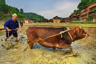 Chinese farmer plowing a rice field using the pulling power red cow. Chinese peasant plowing paddy field, using power of buffalo April 9, 2010. Zhaoxing Dong ethnic minorities village, Liping County. clipart