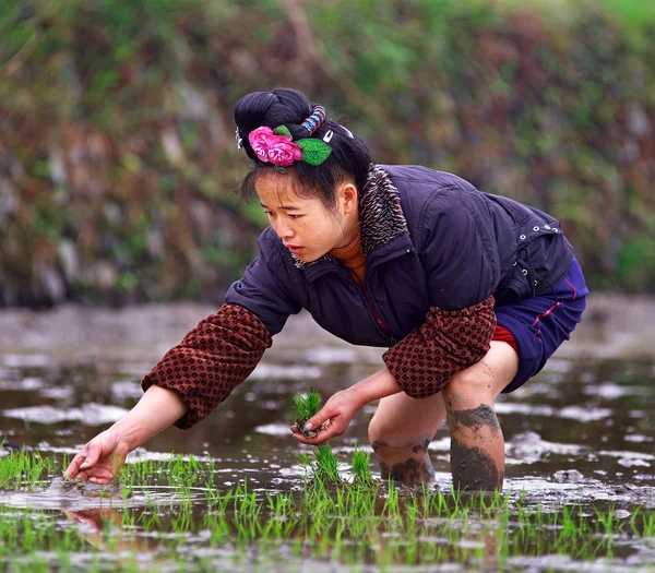 Mujer china plantando semillas de arroz en un campo de arroz . — Foto de Stock