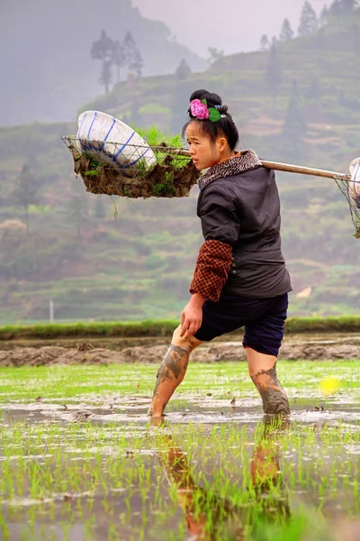 Mulher camponesa chinesa com rosa em hairdress, trabalhando no ricefield . — Fotografia de Stock