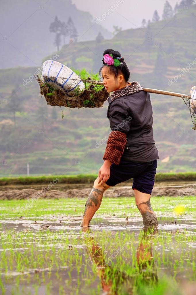 Chinese peasant woman with rose in hairdress, working the ricefield. Stock Editorial Photo