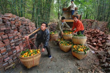 Chinese unload truck of oranges that are in wicker baskets. clipart