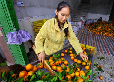 portakal sıralama satırında çalışan genç, güzel Çinli kadın.