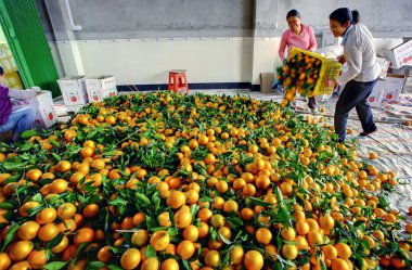 Çince taburcu kutusu portakal, büyük yığın meyve