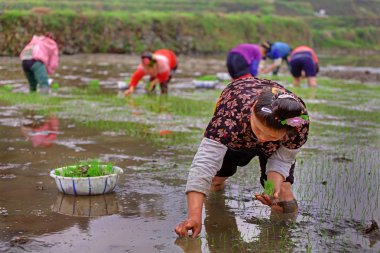 Çinli kadın ricefields, onun eli pirinç fidan tutar.