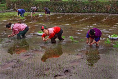 Çinli kadın pirinç, su içinde ricefields diz boyu ayakta dikim.