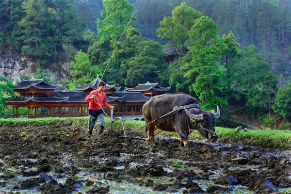 中国农民，种植者犁过的田野，使用武力水牛. — 图库照片