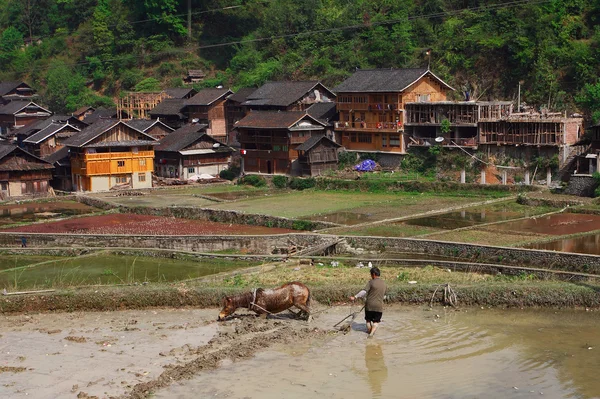 Rural China, horse pulling a plow in rice field. — Stock Photo, Image