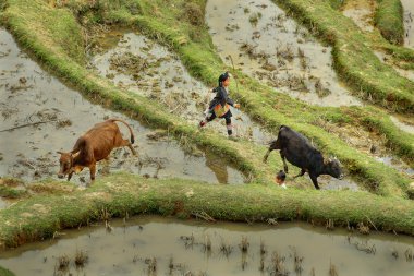 Asyalı kızı 10 yaşında Herding dağlar Çin'de inekler.