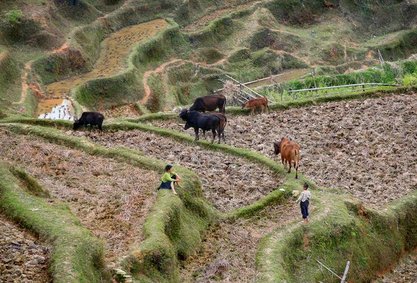 中国農家の子どもたちの田んぼでの牛を放牧します。. — ストック写真