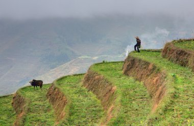 kırsal, dağ manzarası, pirinç terasları yalnız kırsal çoban