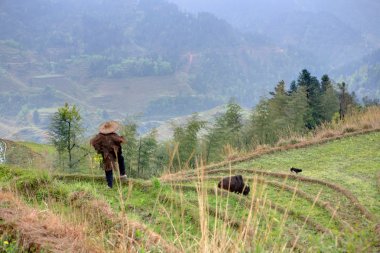 Geleneksel Çince hat sürüye çoban pirinç terasları üzerinde grazes.