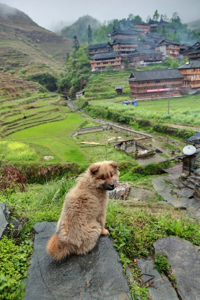 Pluizig, gele pup zittend op een steen in chinese dorp. — Stockfoto