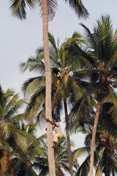 Young African man climbs up the coconut palm. — Stock Photo, Image