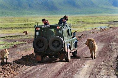 hatch jeep dışarı arayan turist vahşi aslan, fotoğraf.