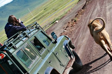 Afrika ' nın vahşi aslan Safari jeep turist ile yakın duran.