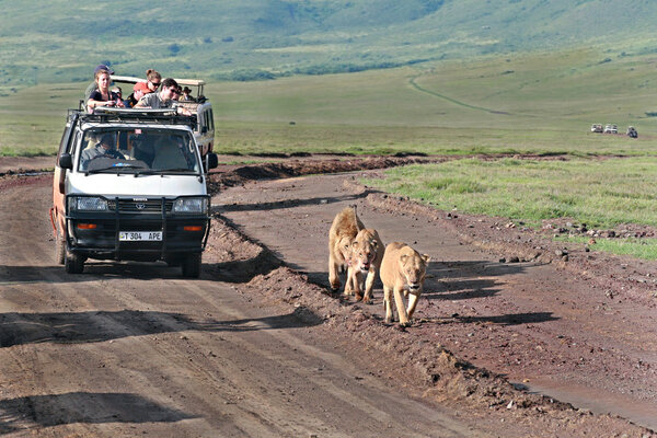 Jeep safari in Ngorongoro, Tanzania, tourists accompany family of lions.