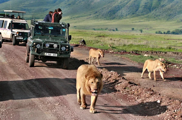 Turisták, körülvéve vad büszkeség az afrikai oroszlánok Dzsipek (terepjárók). — Stock Fotó