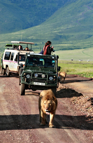 Jeeps to tourists, surrounded by wild pride of African lions.