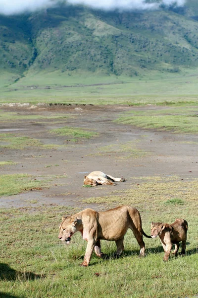 Africké dravci v ngorongoro národní park, lvice a lvíče. — Stock fotografie