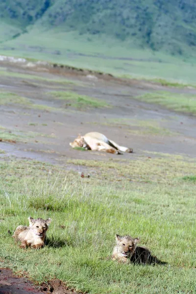 Cachorros leones tumbados en la hierba, volcán del parque nacional Ngorongoro, Tanzania —  Fotos de Stock