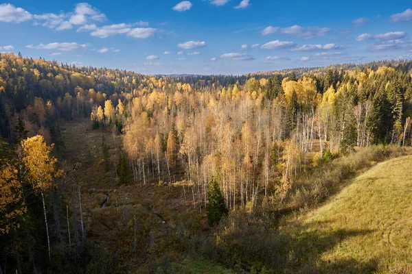 Vista de cima da floresta de outono amarelo ensolarado. — Fotografia de Stock