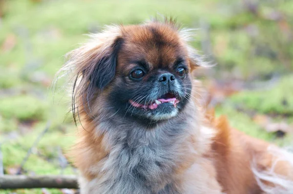 Retrato Pikinés Cerca Perro Favorito Perro Raza Pequeña —  Fotos de Stock