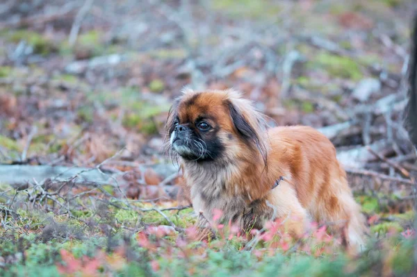 Cão Pickens Adulto Caminhe Floresta Com Cão — Fotografia de Stock