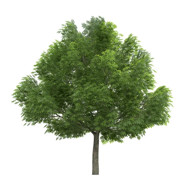 Albero su sfondo bianco — Foto Stock