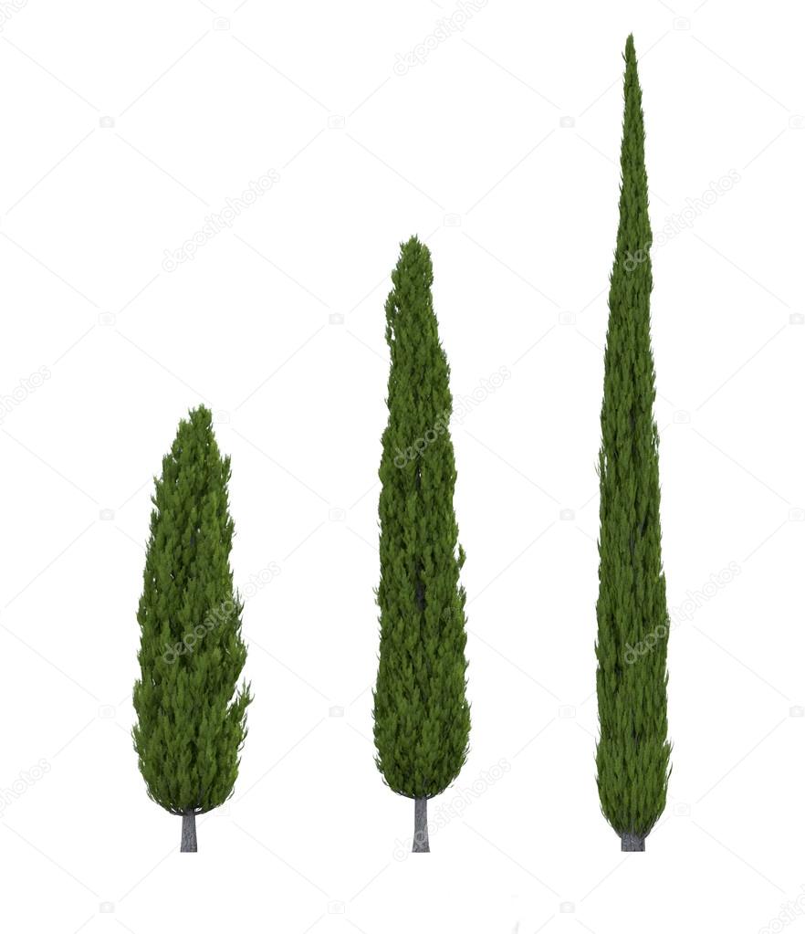 cypress tree on a white background
